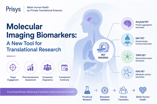 Molecular Imaging Biomarkers: Txhim Kho Kev Tshawb Fawb Kev Txhais Lus Thiab ...